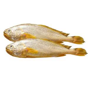 Yellow Croaker