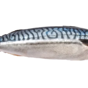 Mackerel 4kg