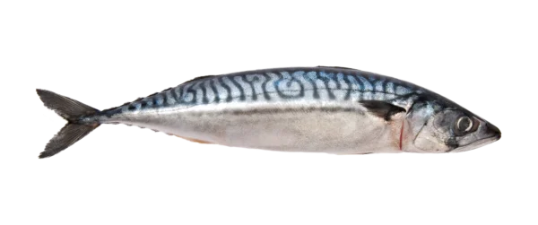 Mackerel 4kg