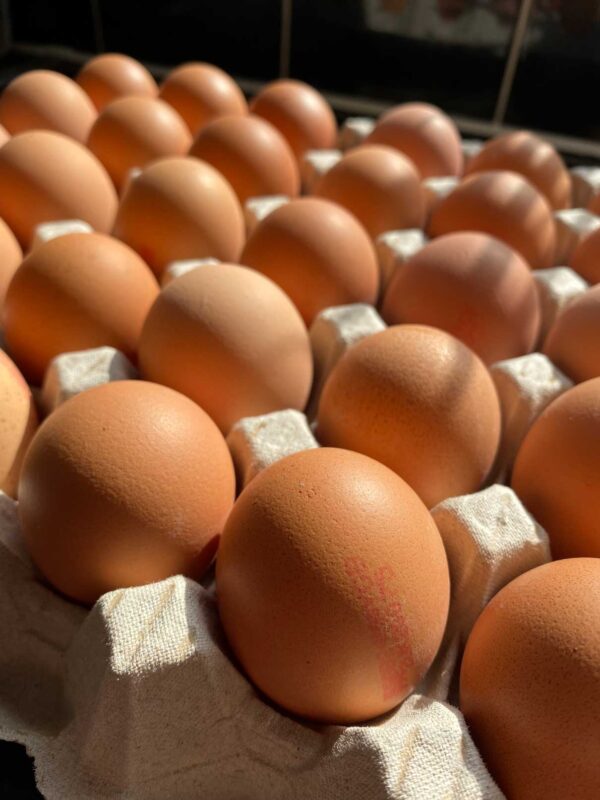 Egg