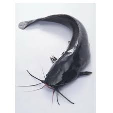 Catfish Whole