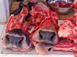 Cow Snout